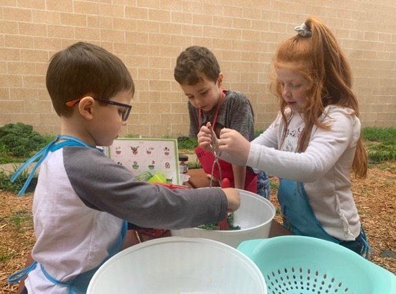 Alba-Golden kindergartners learning through gardening