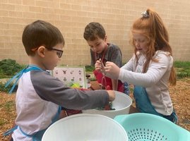 Alba-Golden kindergartners learning through gardening